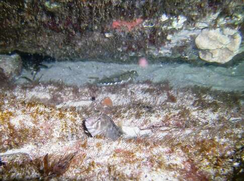 Image of Tasmanian Blenny