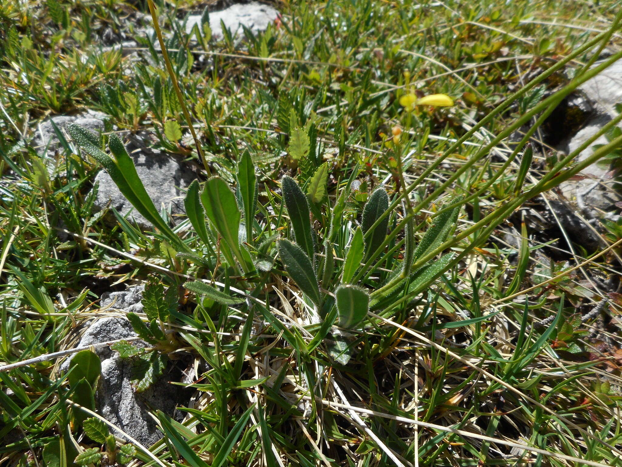 Image of Biscutella laevigata subsp. laevigata