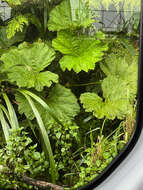 صورة Gunnera petaloidea Gaudich.