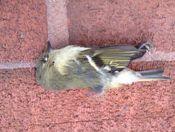 Image of Ruby-crowned Kinglet