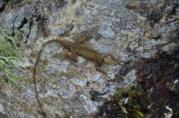 Image de Anolis naufragus (Campbell, Hillis & Lamar 1989)