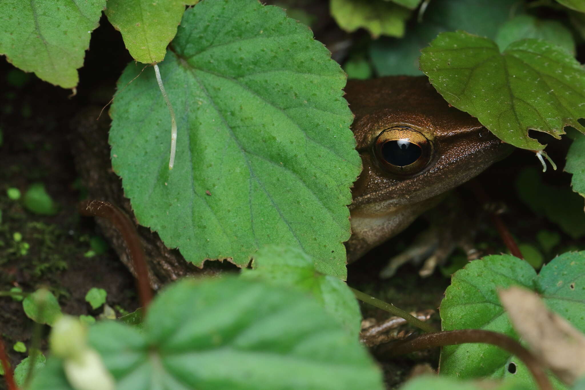 Image of Indosylvirana caesari (Biju, Garg, Mahony, Wijayathilaka, Senevirathne & Meegaskumbura 2014)