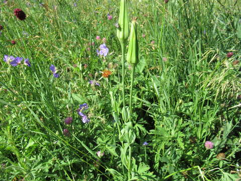 Image of Tragopogon sibiricus Ganesh.