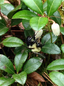 Image of Two-spotted Bumblebee