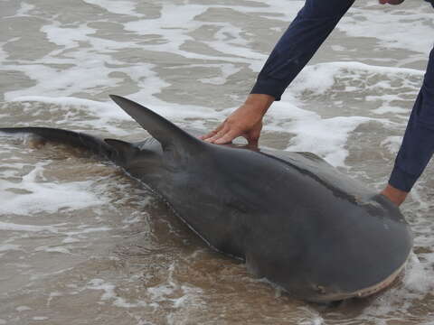 Image of Bull Shark