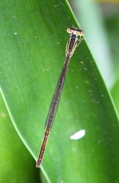 <i>Agriocnemis <i>falcifera</i></i> falcifera resmi