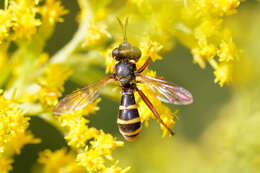 Image de Conops quadrifasciatus De Geer 1776