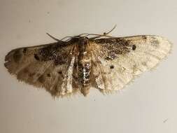 Image of Idaea filicata Hübner 1798