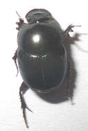 Слика од Euonthophagus carbonarius (Klug 1855)