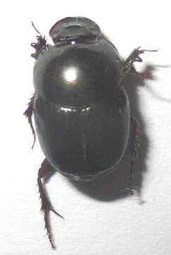 Imagem de Euonthophagus carbonarius (Klug 1855)