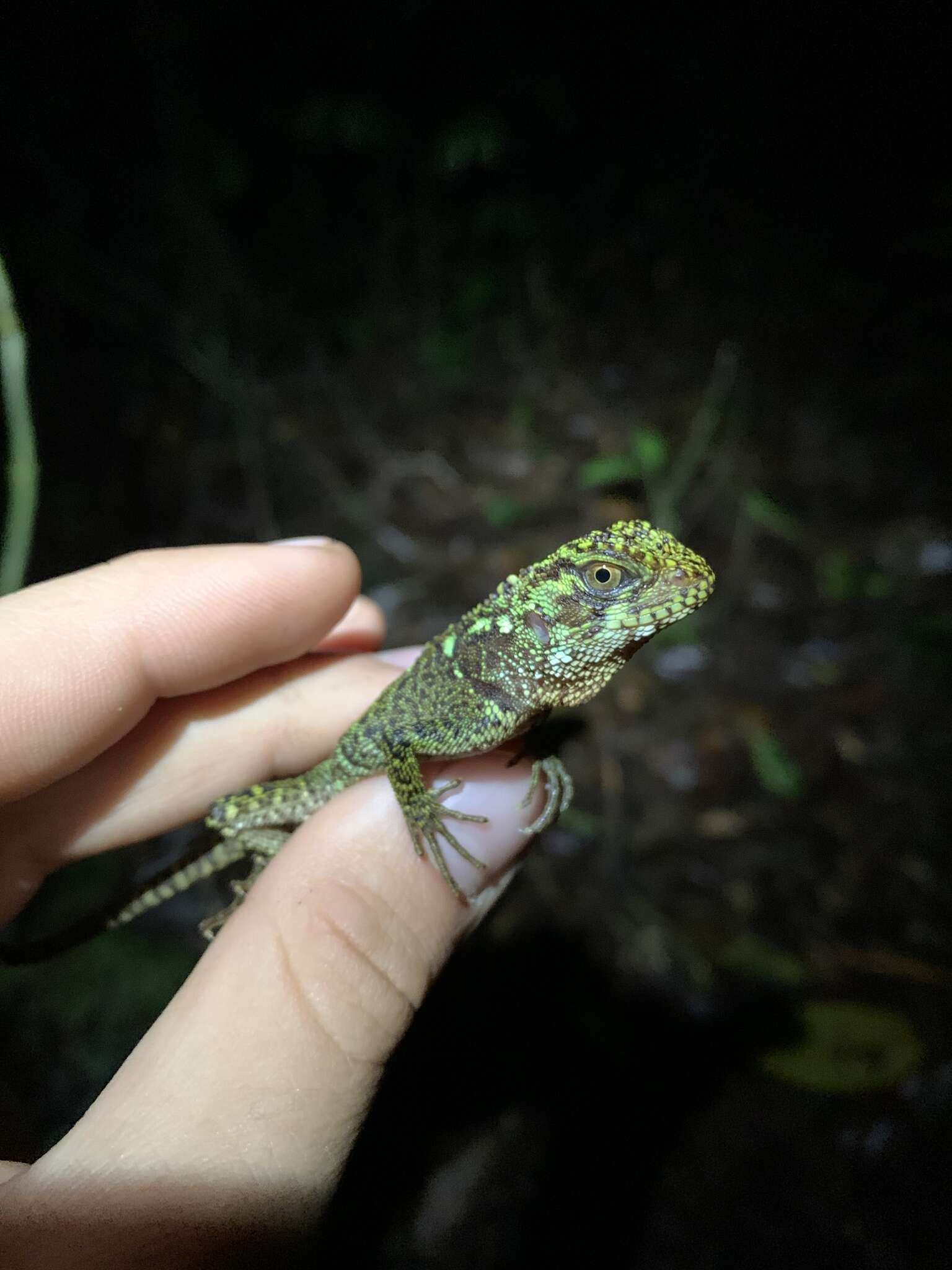 Image of Canelos Woodlizard