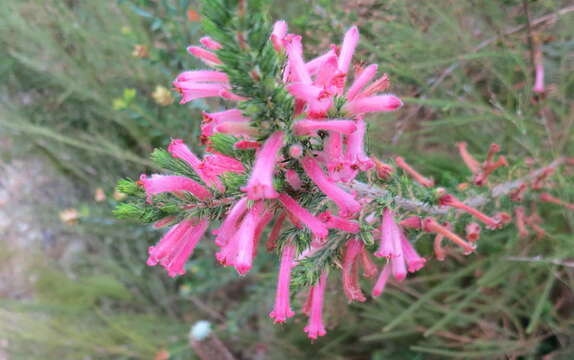 Image of Erica curviflora L.