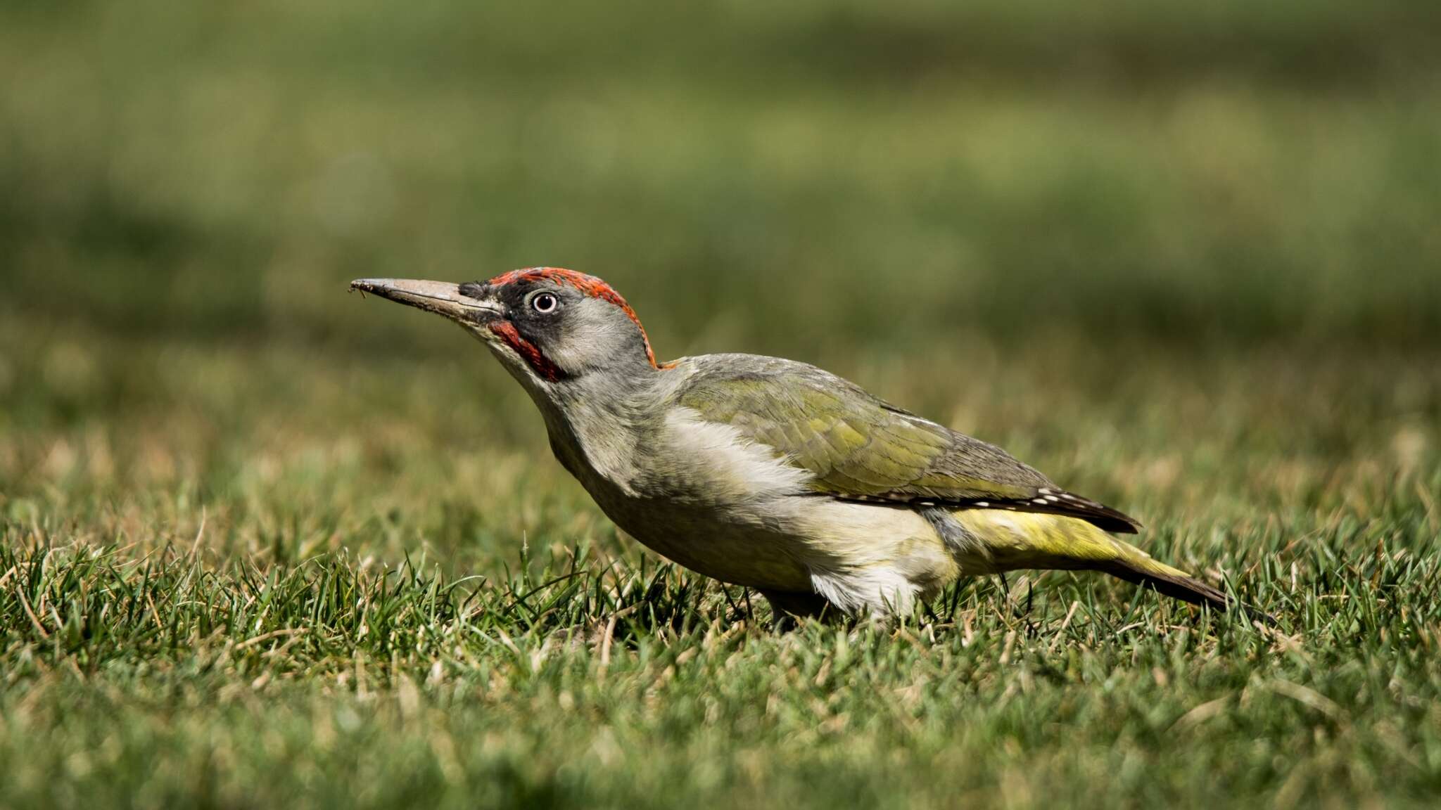 Image of Iberian Green Woodpecker