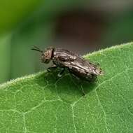 Слика од Orthonevra nitida (Wiedemann 1830)