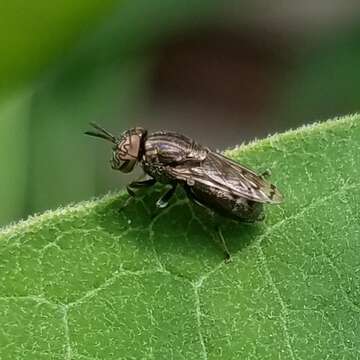 Слика од Orthonevra nitida (Wiedemann 1830)