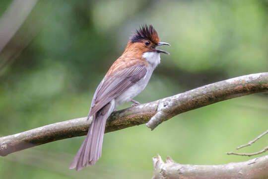 Image of Chestnut Bulbul