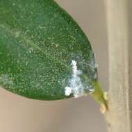 Image of Olive psyllid