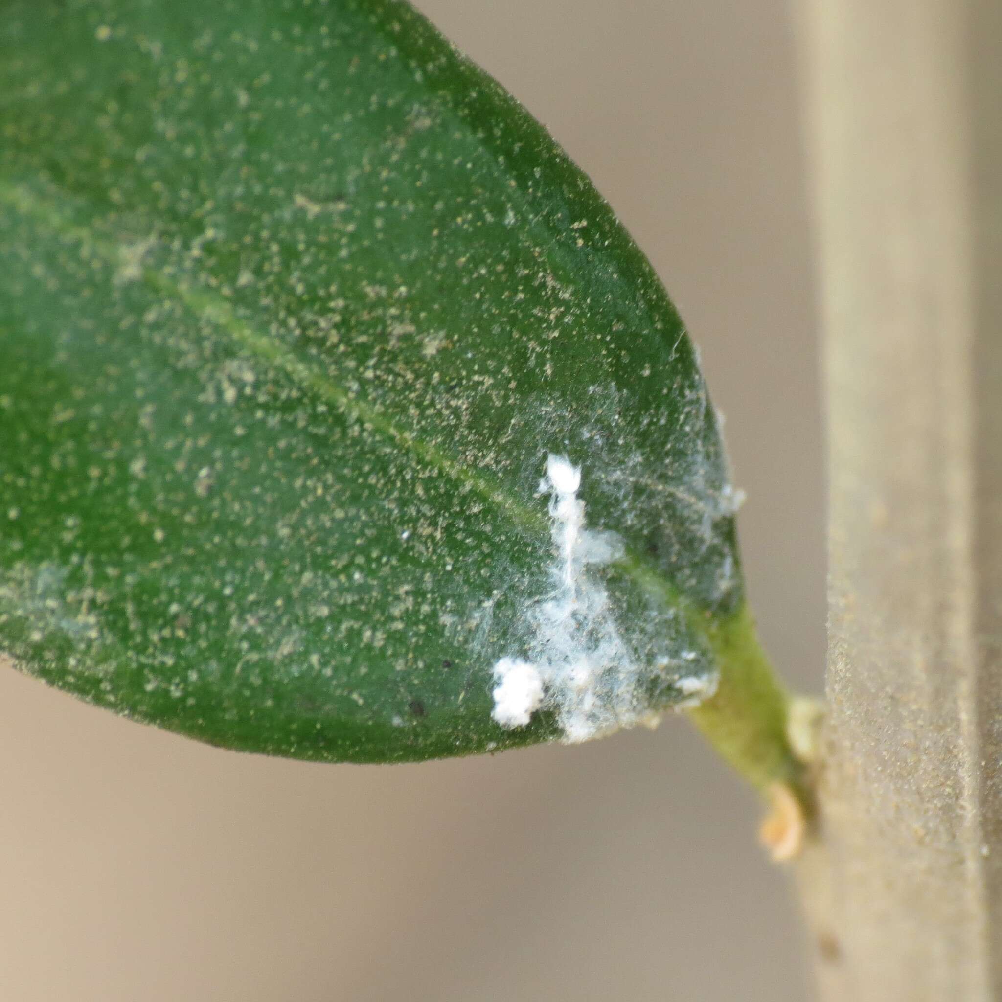 Image of Olive psyllid