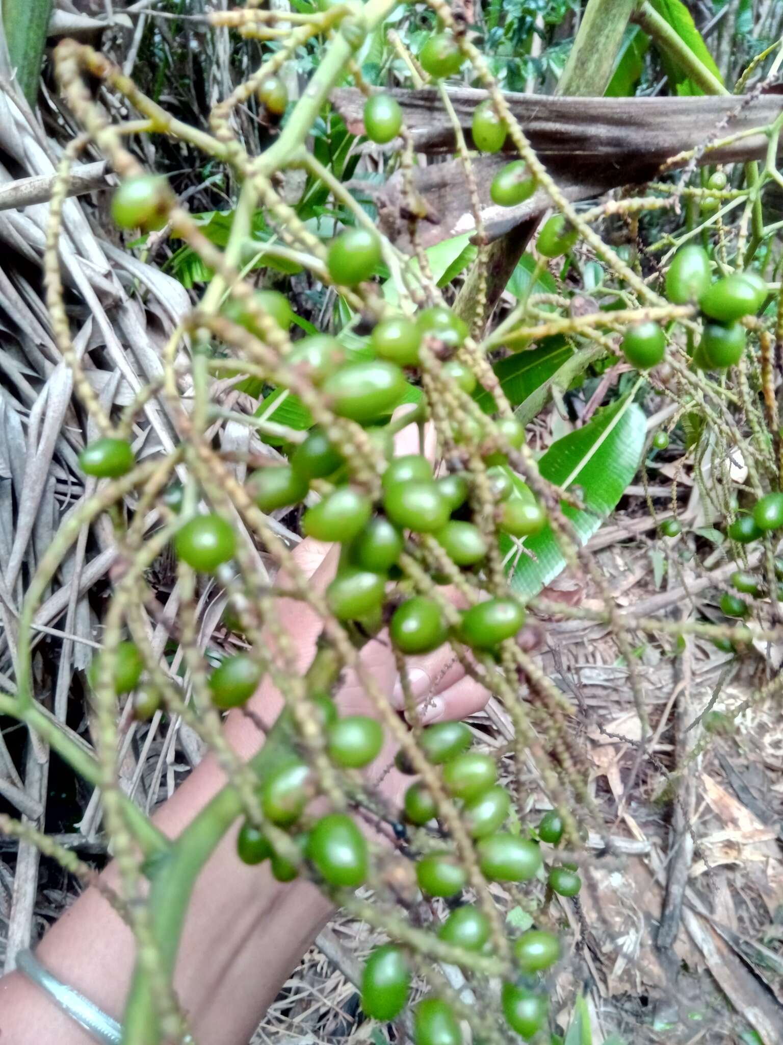 Image of Dypsis pinnatifrons Mart.