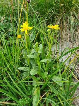 Plancia ëd Senecio kolenatianus C. A. Mey.