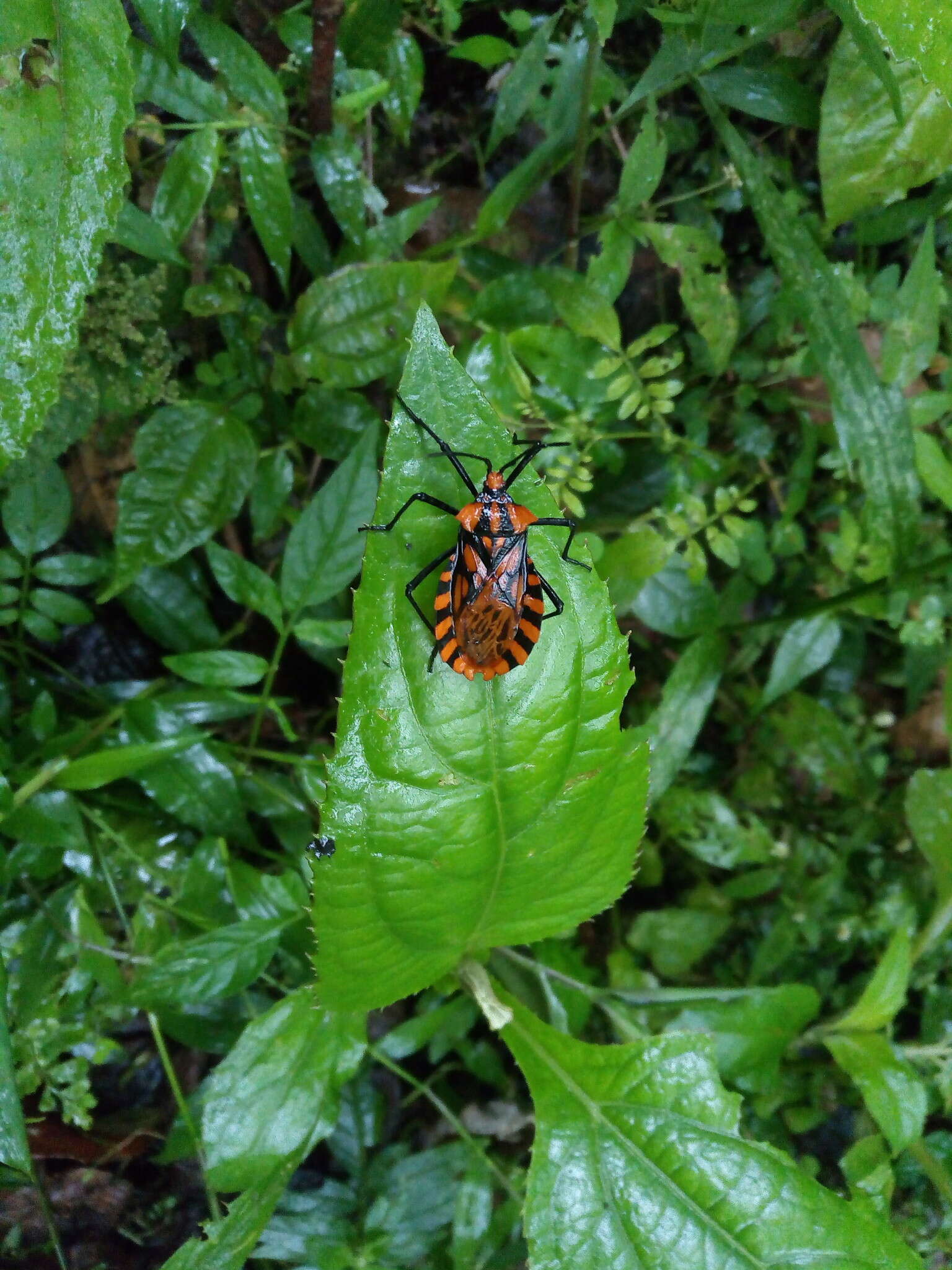 Image of Spartocera pantomima (Distant 1881)