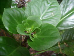 Image of Macrocarpaea rubra Malme