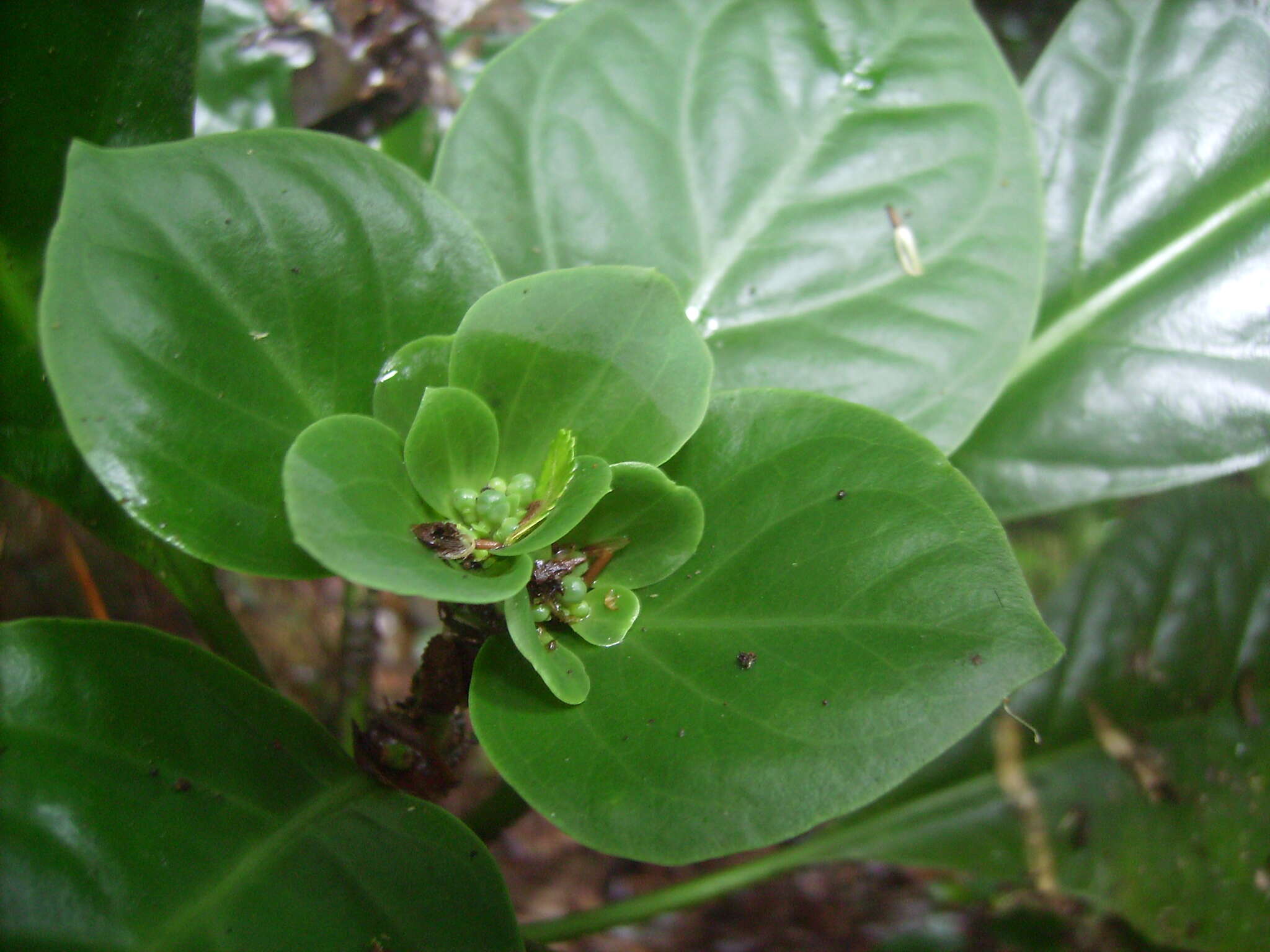 Image of Macrocarpaea rubra Malme