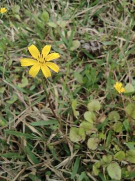 Lapsanastrum apogonoides resmi