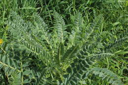 Imagem de Astragalus macrocarpus DC.