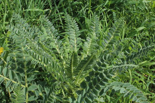 Imagem de Astragalus macrocarpus DC.