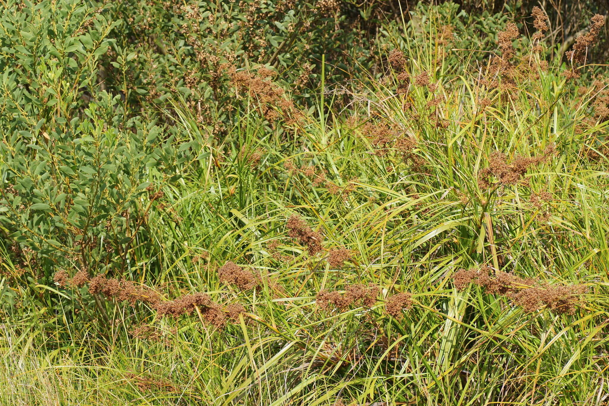 Image of Cladium mariscus subsp. intermedium Kük.