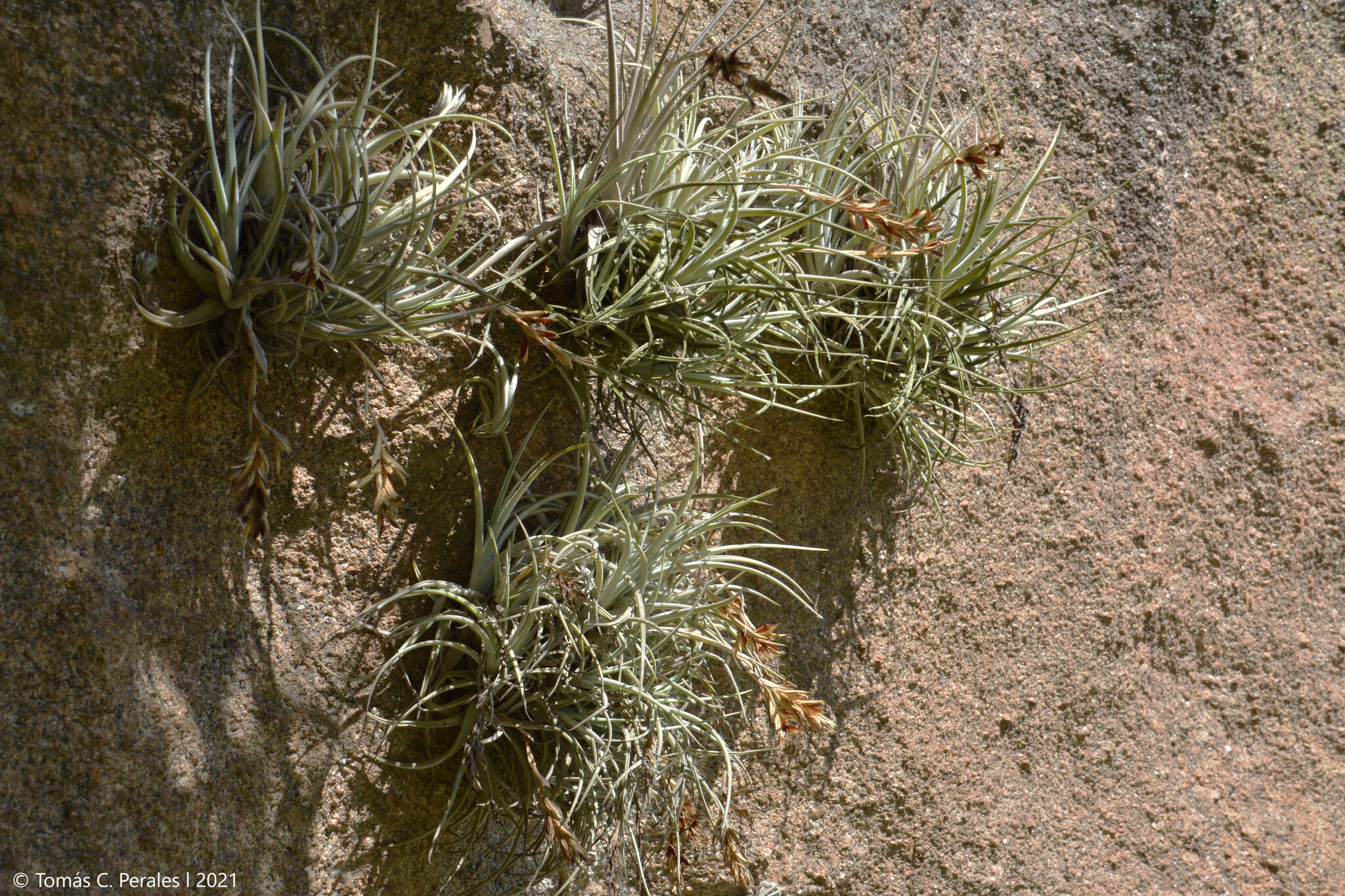 Image of Tillandsia lorentziana Griseb.