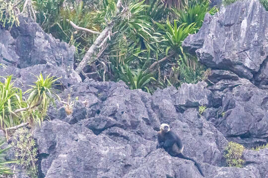 Image of Cat Ba Black Leaf Monkey