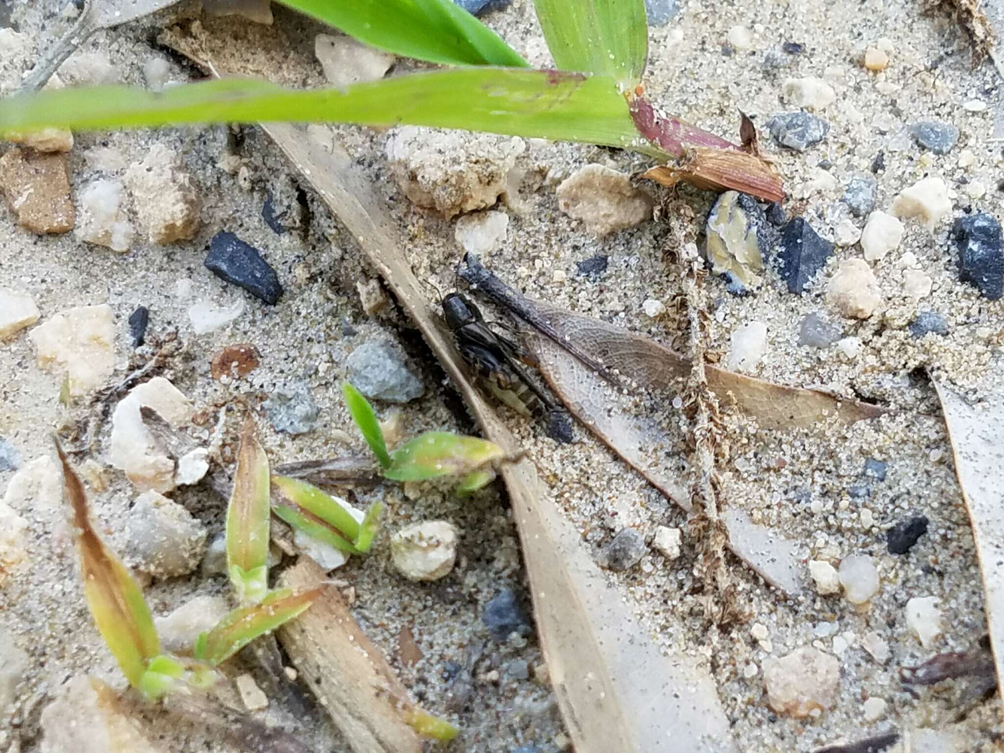 Image of Larger Pygmy Mole Grasshopper