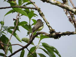 Image of Pale-edged Flycatcher