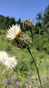 Image of Centaurea scabiosa subsp. apiculata (Ledeb.) A. D. Mikheev