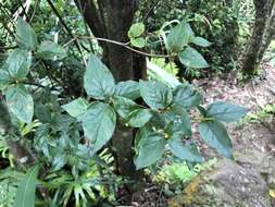 Imagem de Rhododendron mariesii Hemsl. & E. H. Wilson