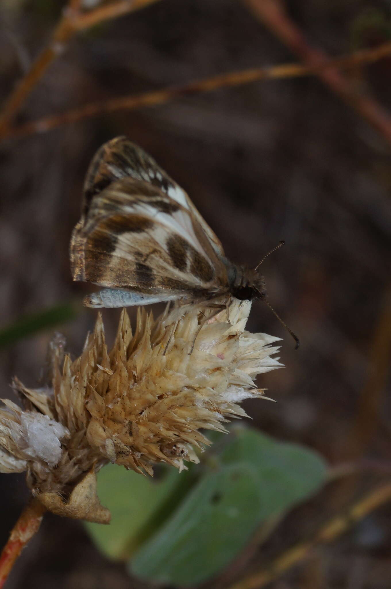 Image of Turk's-Cap White-Skipper