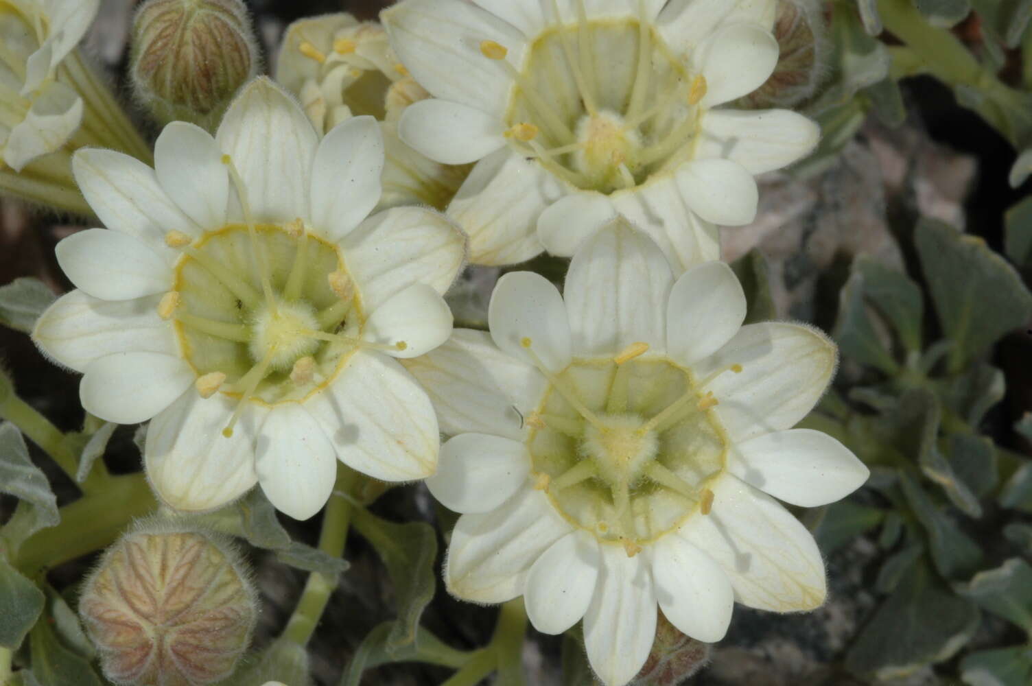 Image of Malesherbia lirana C. Gay