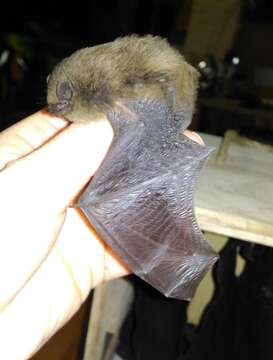 Image of Nathusius' Pipistrelle