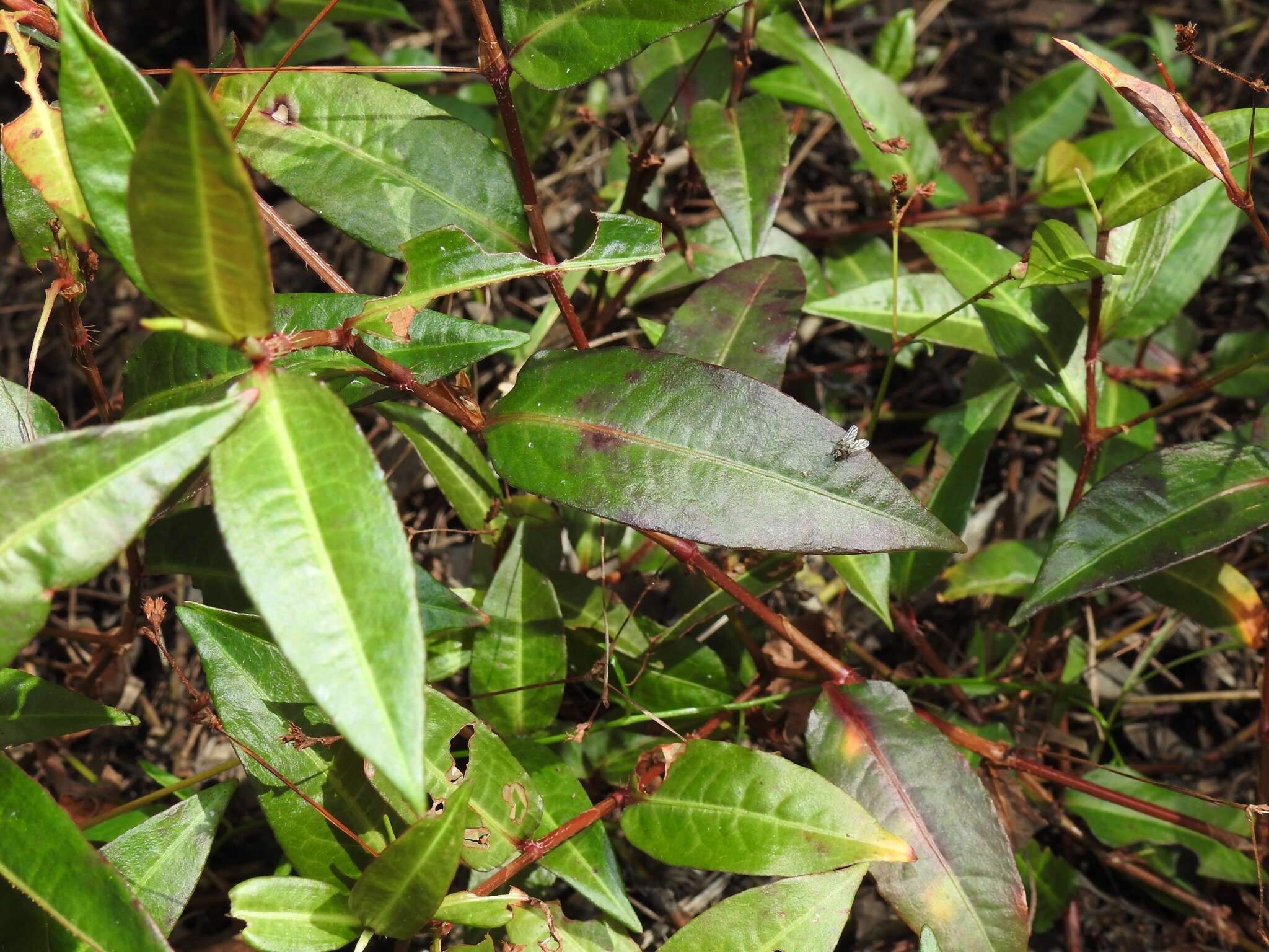 Image de Persicaria dichotoma (Bl.) S. K. Dixit, B. Datt & G. P. Roy