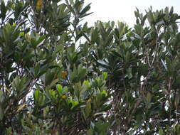 Image of Lithocarpus formosanus (Skan) Hayata