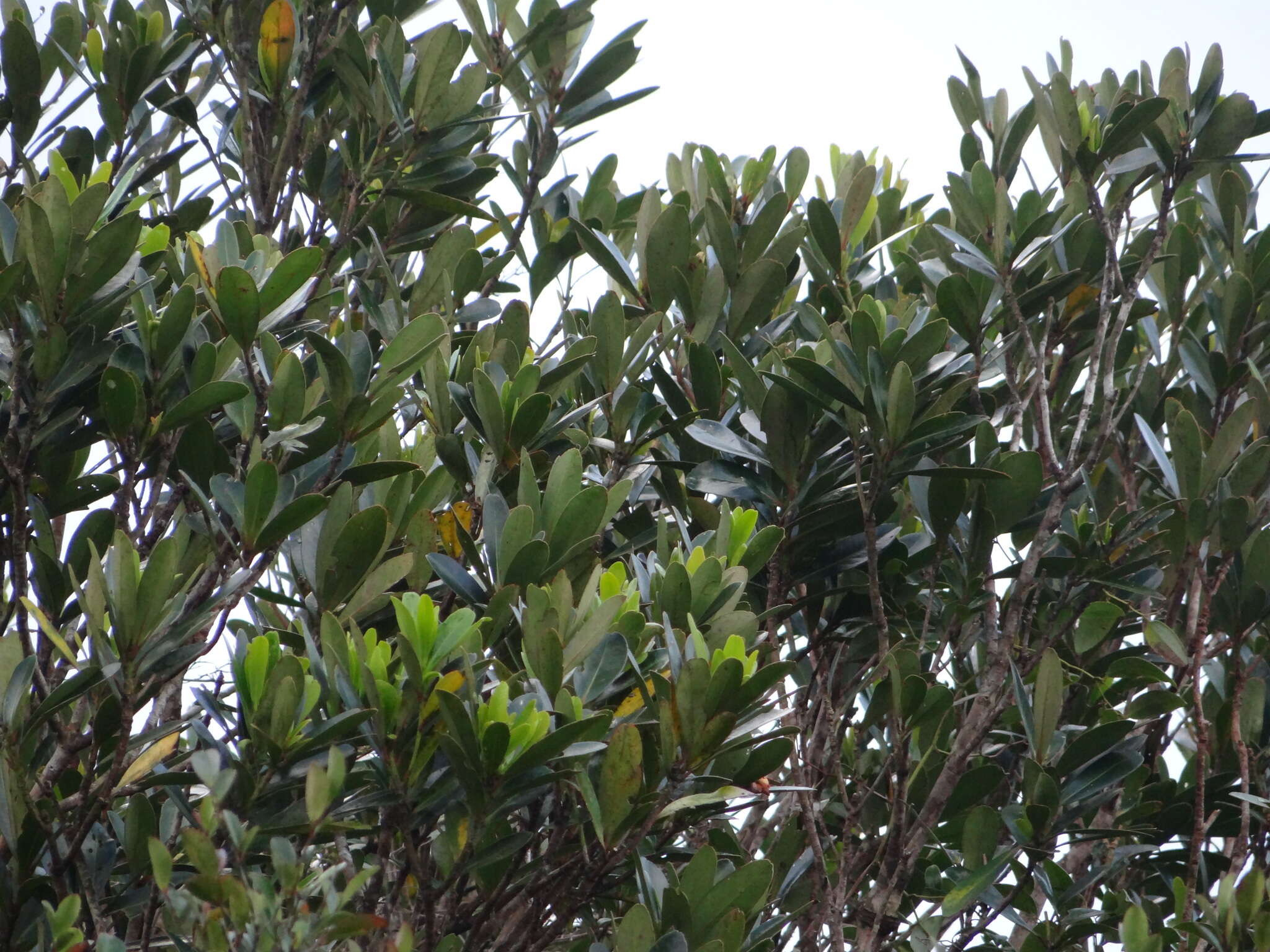 Image of Lithocarpus formosanus (Skan) Hayata