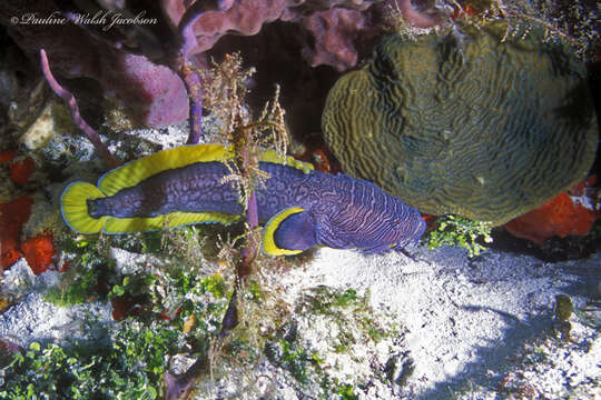 Слика од Sanopus splendidus Collette, Starck & Phillips 1974