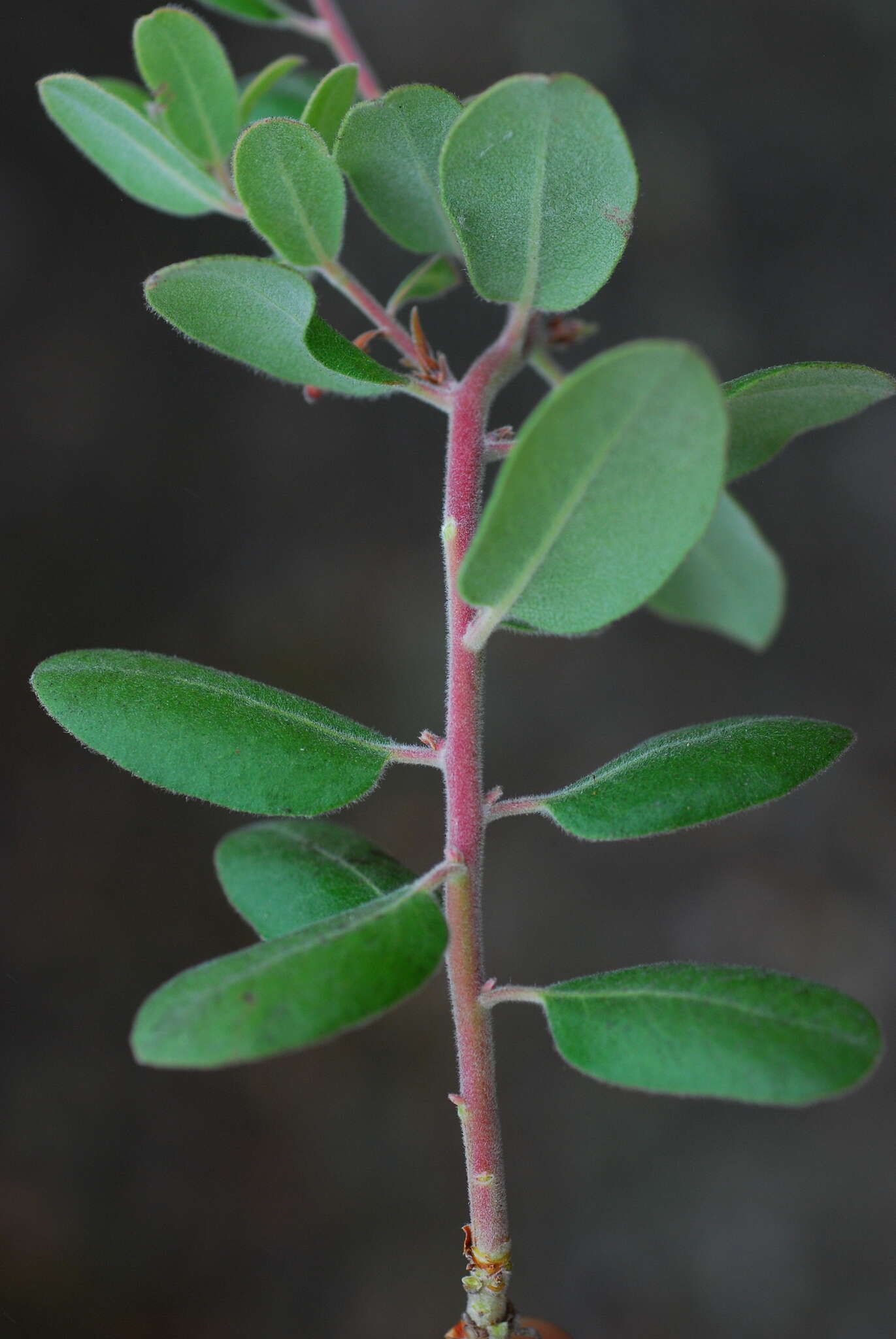 Image of woollyleaf manzanita