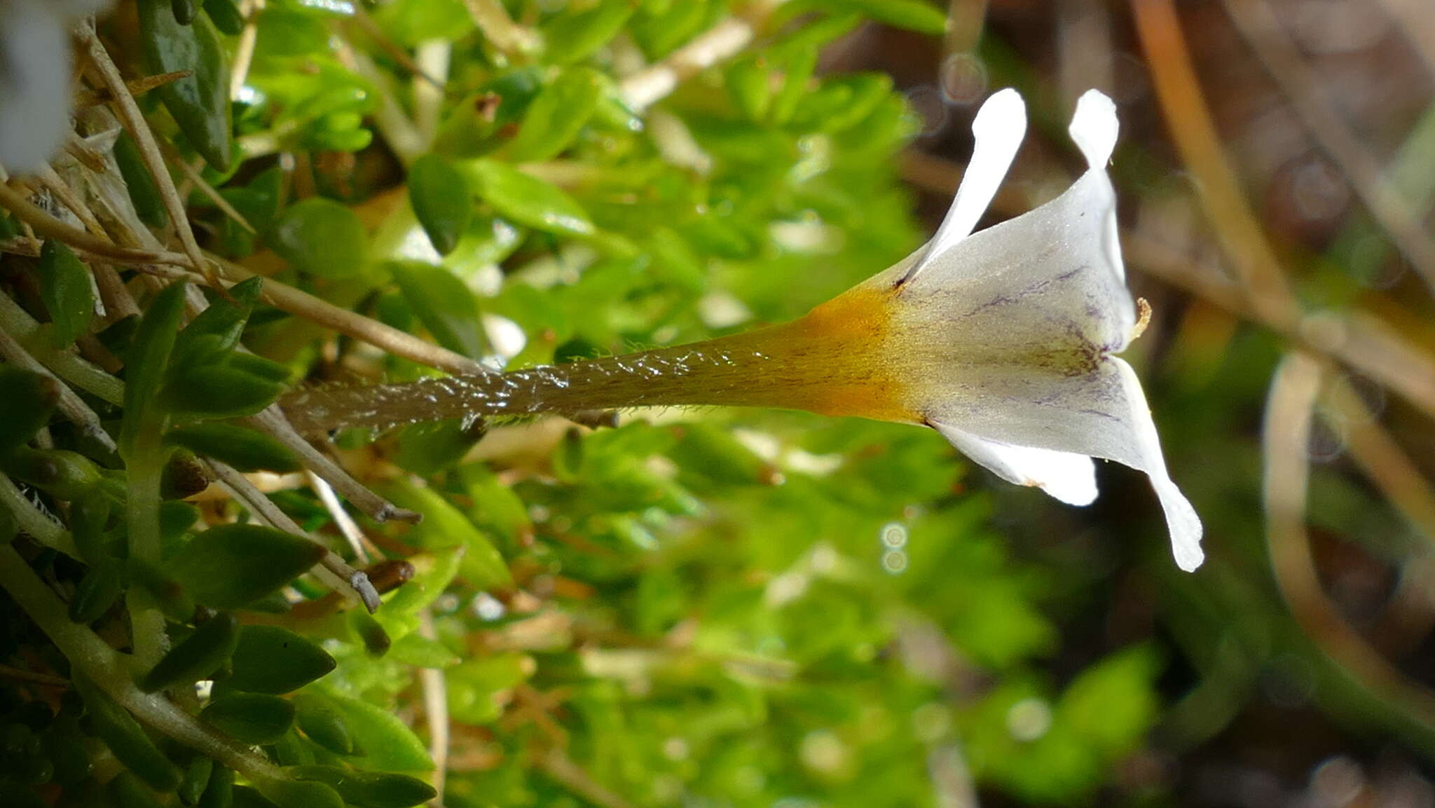 Image of Euphrasia disperma Hook. fil.