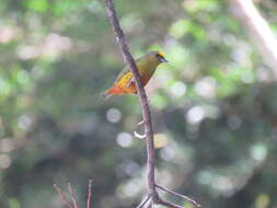 Image of Olive-backed Euphonia