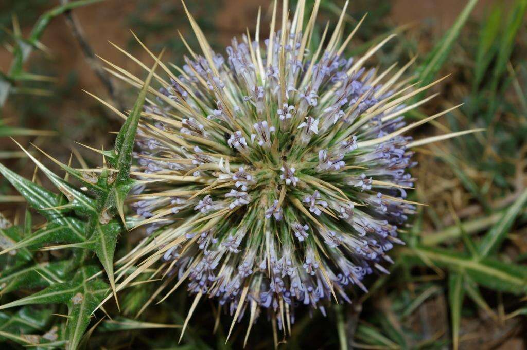 Image de Echinops bovei Boiss.