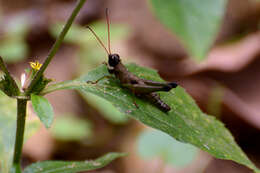 Image of Cingalia dubia (Walker & F. 1870)