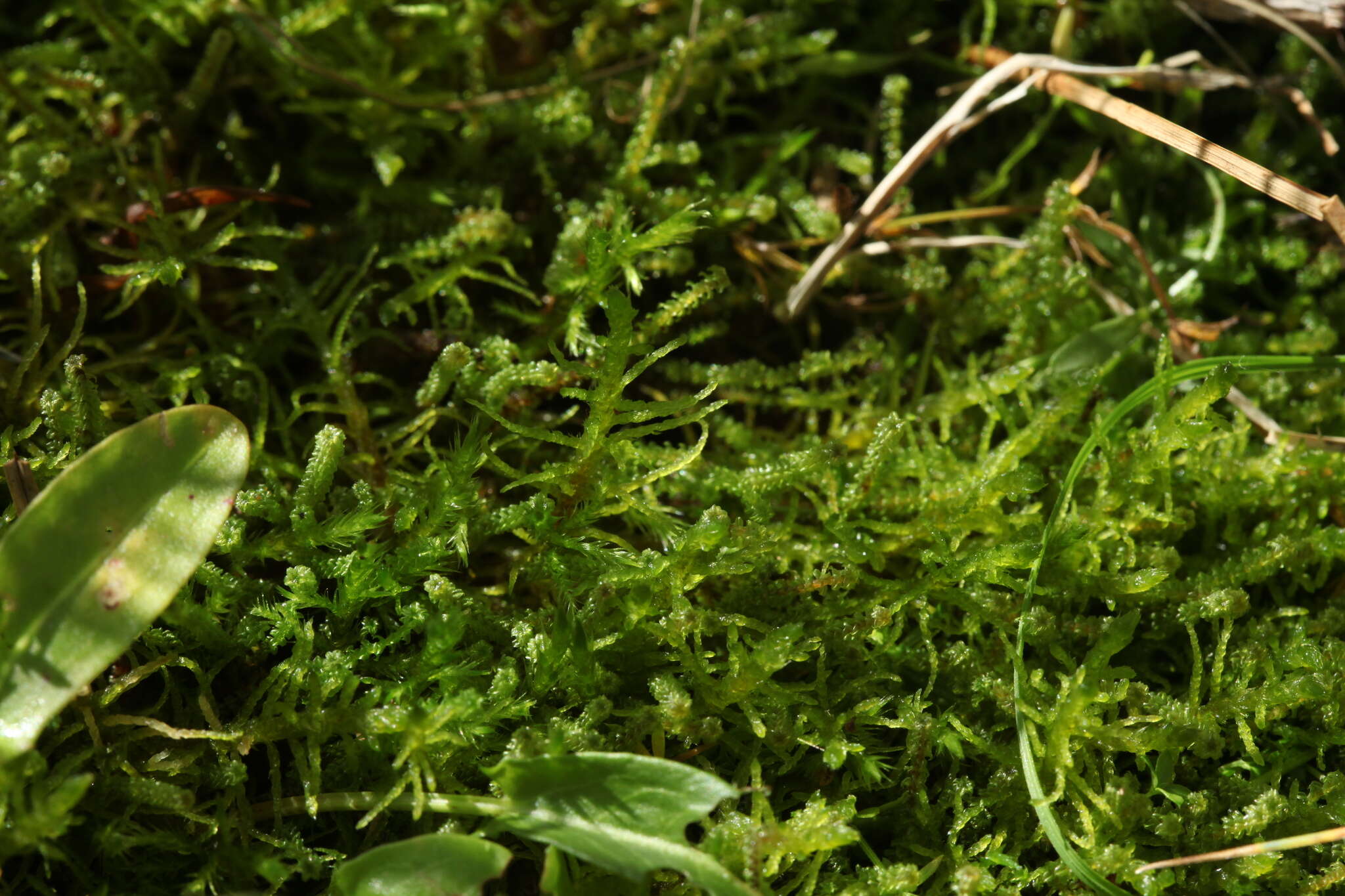 Image of helodium moss